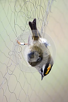 Caught in a net