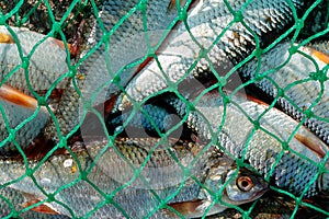 Caught in the net of fish, plenty of fish is in the net photo