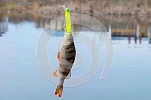 Caught perch