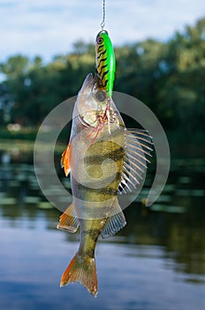 Caught perch in the river at the bait