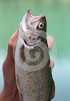 The caught rainbow trout