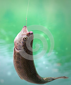 The caught rainbow trout
