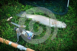 The caught rainbow trout