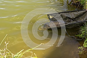 Caught and release . Fisherman releases carp