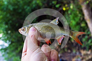 caught roach in the hand