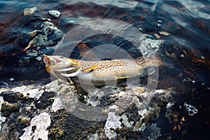 caught Salmon on shore in surf.