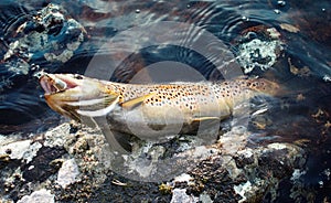 caught Salmon on shore in surf.