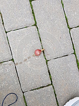 caught and saved slow walking snail in the city on the path
