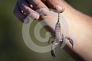 Caught scorpion