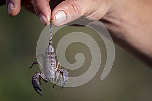 Caught scorpion