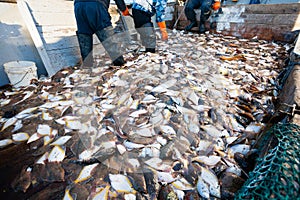 Caught sea fish on the deck of a fishing ship photo