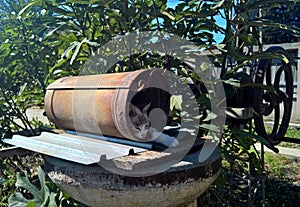 Cat caught sleeping in the water well bucket