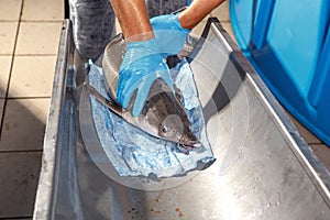 Caught sturgeon on a fish farm