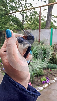 Caught swallow in female hand. Insectivorous bird swallow