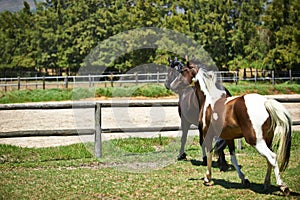 Caught their attention. two horses trotting in a field on a ranch.