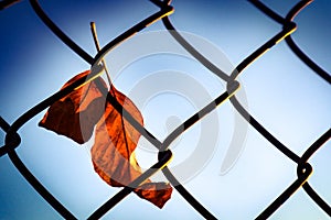 Caught up autumn leaves in chain link fence