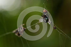 Caught in the Web photo
