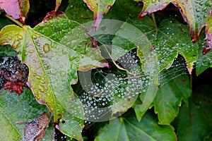 Caught in a web of leaves.