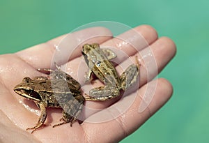 Caught wild frog in a human hand, close-up