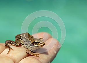 Caught wild frog in a human hand, close-up