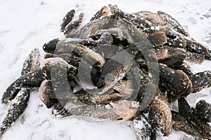 caught on winter fishing Perccottus glenii fish lies on the ice