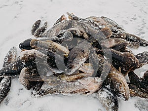 caught on winter fishing Perccottus glenii fish lies on the ice