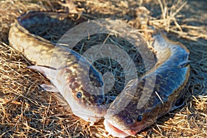 Caught young specimens of Siberian burbot lie on a dry grass