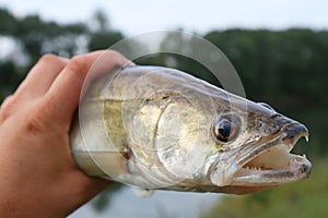 Caught zander in ÃÂ° hand