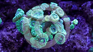 Caulastrea curvata LPS coral