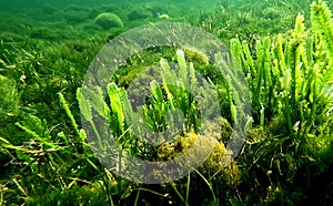 Caulerpa at Dutton Bay