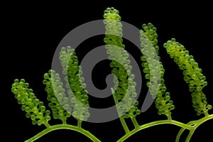 Caulerpa lentillifera, Sea Grapes, Green Caviar isolated on blac