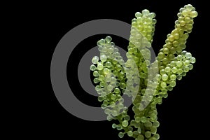 Caulerpa lentillifera, Sea Grapes, Green Caviar isolated on black background