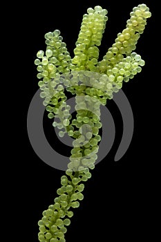 Caulerpa lentillifera, Sea Grapes, Green Caviar isolated on black background