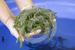 Caulerpa lentillifera, Sea Grapes, Green Caviar in woman hands, Healthy Food