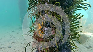 Caulerpa Pylon under the Flinders Jetty