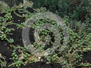 Caulerpa racemosa algae