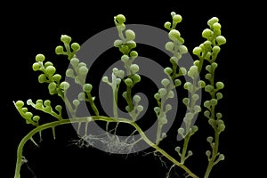 Caulerpa racemosa isolated on black background