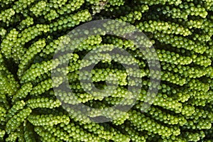 Caulerpa racemosa sea grapes