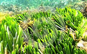 Caulerpa Seaweed at Witton Bluff