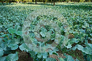 Cauliflower, agriculture field of India photo