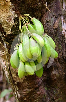Cauliflory tropical fruits