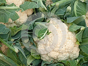 Cauliflower