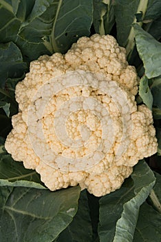 Cauliflower