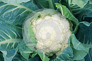 Cauliflower