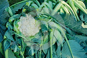 Cauliflower, agriculture field of India photo