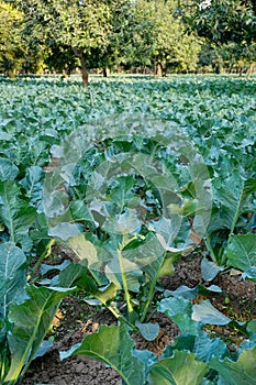 Cauliflower, agriculture field of India photo