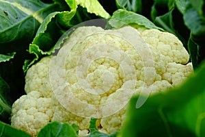 Cauliflower photo