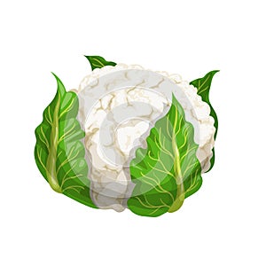 Cauliflower with big green leaves in cartoon style. Organic vegetable. Farm fresh product. Vector illustration