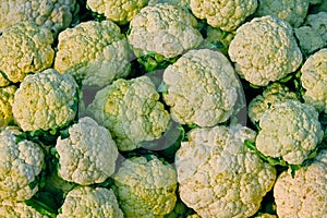 Cauliflower, Brassica oleracea var. botrytis