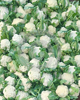 Cauliflower,brassica oleracea var. botrytis fresh  neture background .